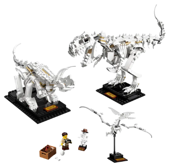 Dinosaur Fossils